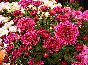 small-flowered chrysanthemums planting and care in the open field