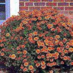 small-flowered chrysanthemums planting and care in the open field