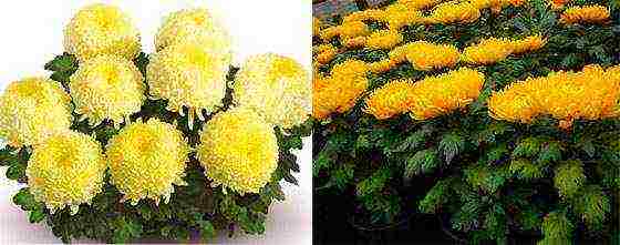 small-flowered chrysanthemums planting and care in the open field