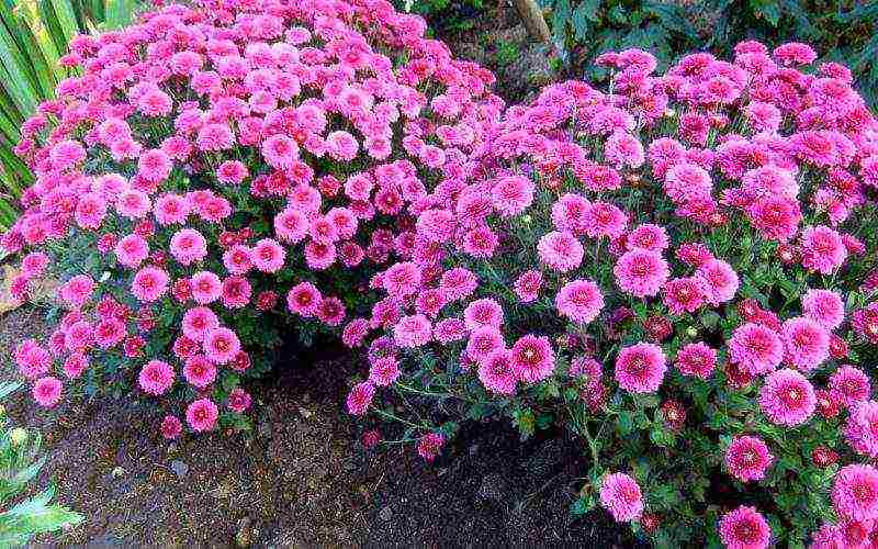 ang mga chrysanthemum ay maliit ang pagtatanim at pangangalaga sa bukas na bukid