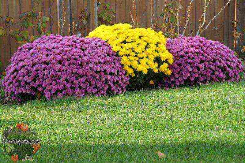 chrysanthemums undersized planting and care in the open field