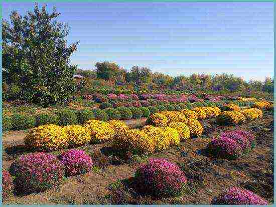 chrysanthemums undersized planting and care in the open field