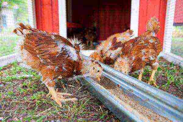 kung paano maayos na mag-alaga ng manok sa bahay