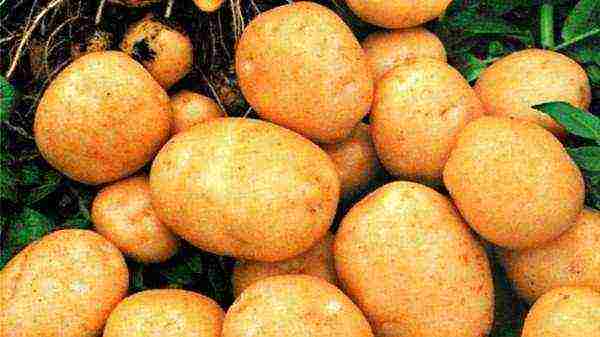 how to grow tuleevsky potatoes correctly