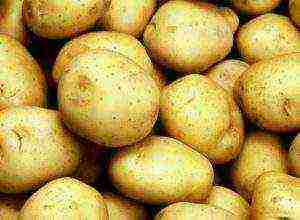 how to grow tuleevsky potatoes correctly