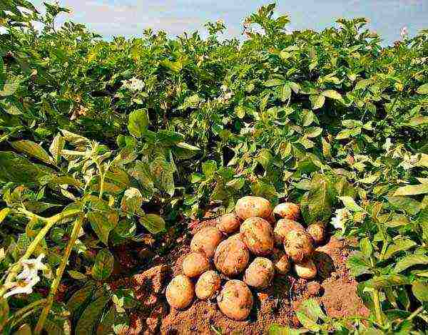 how to grow tuleevsky potatoes correctly