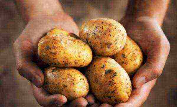 how to grow tuleevsky potatoes correctly