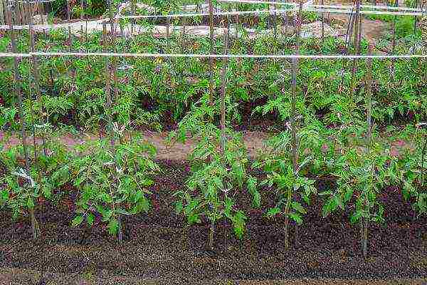 how to properly grow tomatoes in the open field