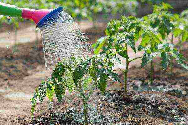 how to properly grow tomatoes in the open field