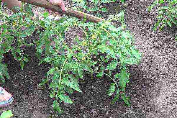 kung paano maayos na mapalago ang mga kamatis sa bukas na bukid