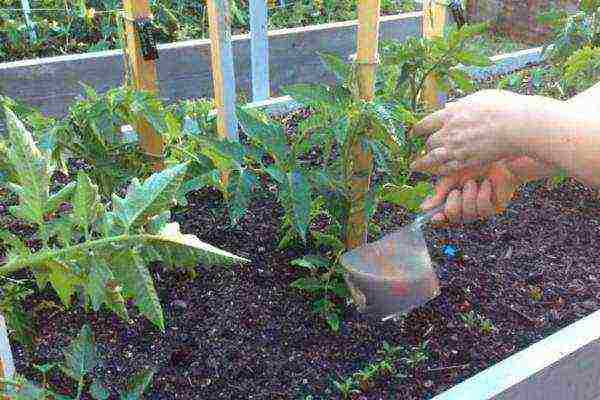 how to properly grow tomatoes in the open field