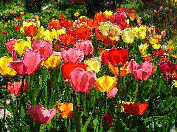 how to properly grow tulips outdoors