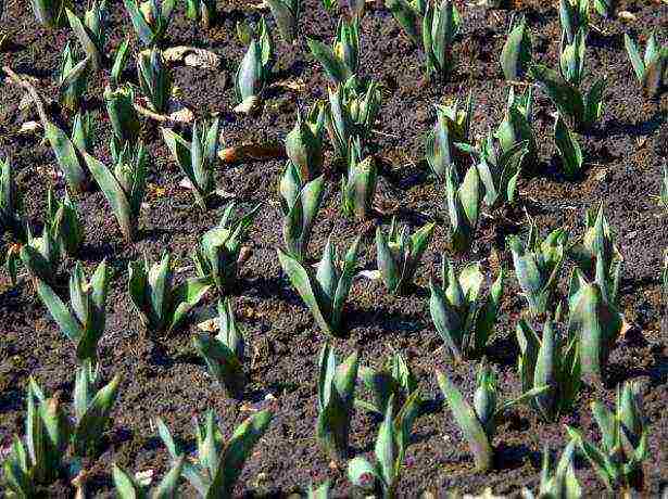 how to properly grow tulips outdoors