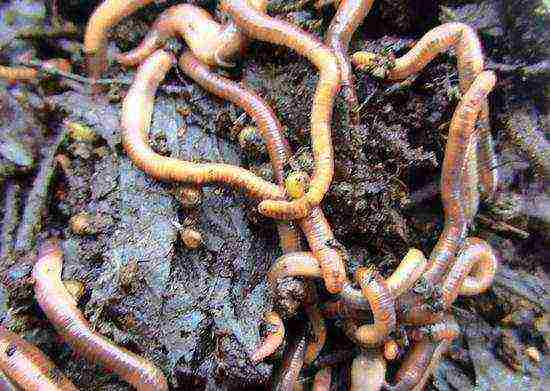 how to properly grow worms at home