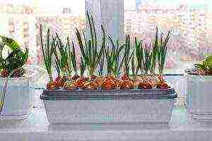 how to properly grow green onions on the windowsill