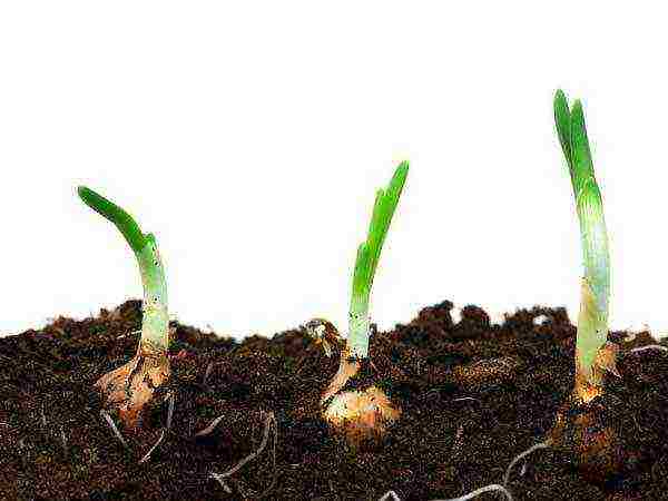 how to properly grow green onions on the windowsill