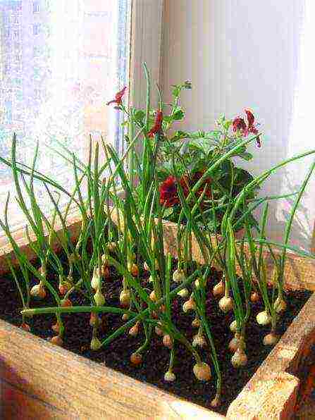 how to properly grow green onions on the windowsill