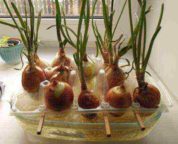 how to properly grow green onions on the windowsill