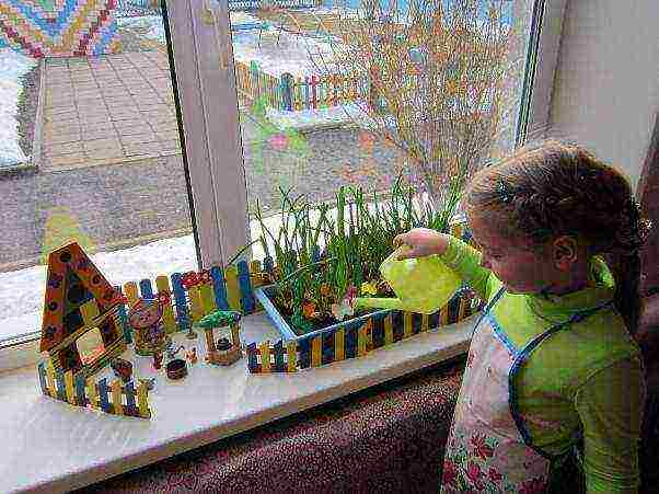 how to properly grow green onions on the windowsill