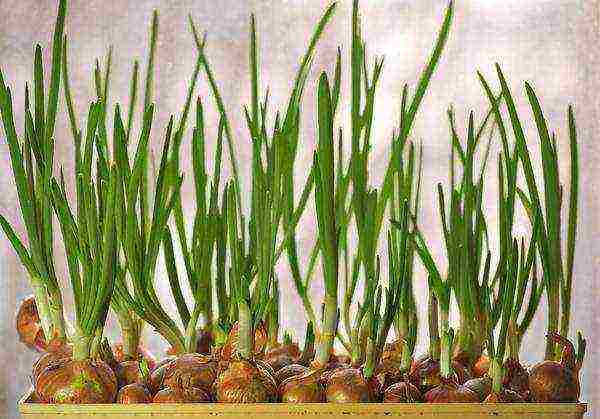 how to properly grow green onions on the windowsill