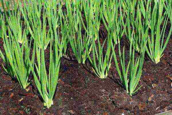 kung paano maayos na mapalago ang berdeng mga sibuyas sa windowsill