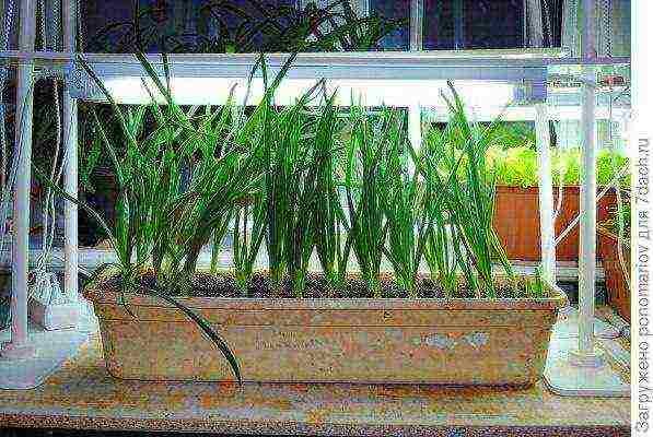 how to properly grow green onions on the windowsill