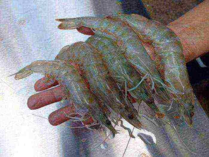 how to grow shrimp at home in