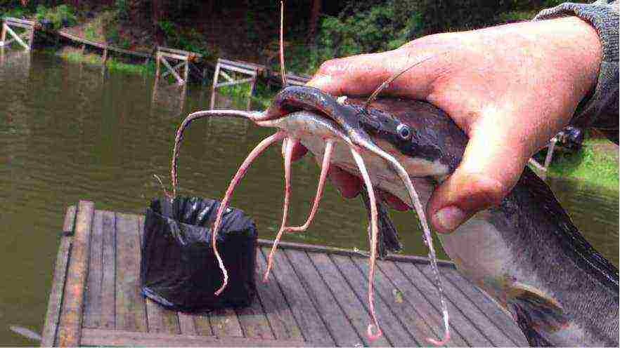 how to grow African catfish at home