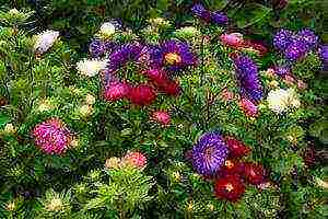 how to grow asters from seeds at home