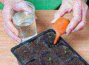 how to grow asters from seeds at home