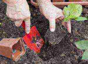 how to grow asters from seeds at home