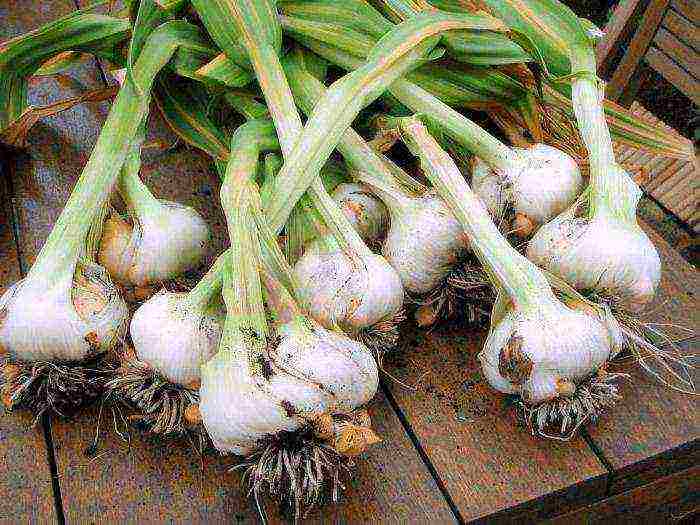 how to grow garlic on a large scale in Bashkiria