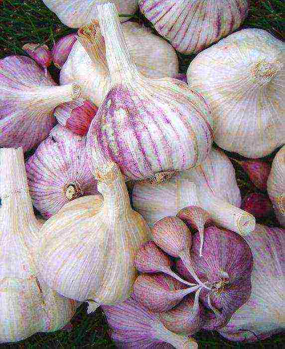 how to grow garlic on a large scale in Bashkiria