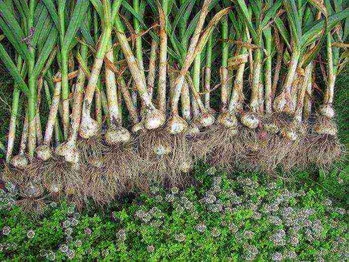 how to grow garlic on a large scale in Bashkiria