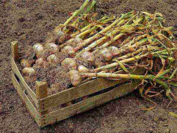 how to grow garlic on a large scale in Bashkiria