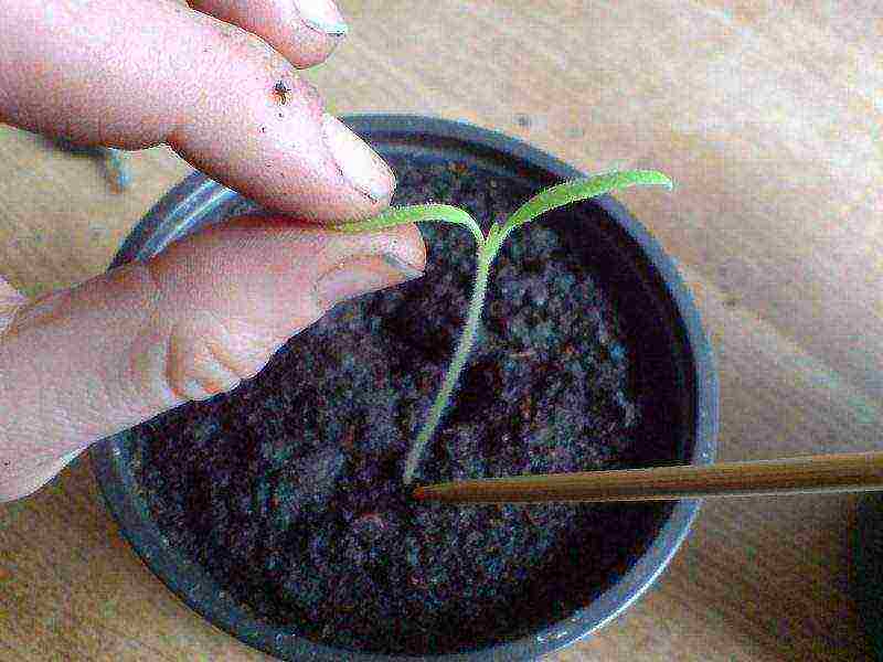 how to grow ganja at home