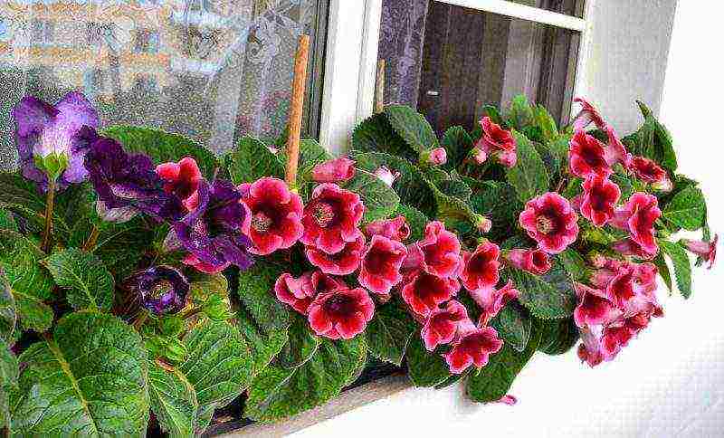 kung paano palaguin ang gloxinia sa bahay