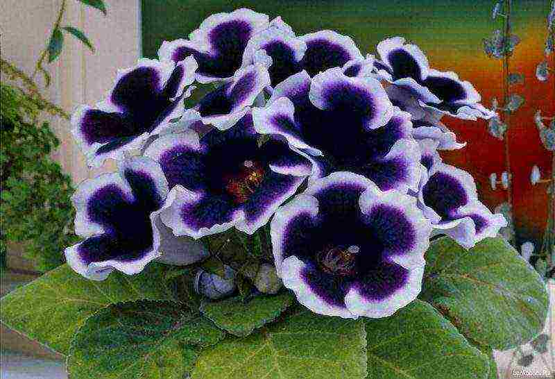 วิธีการปลูก gloxinia ที่บ้าน