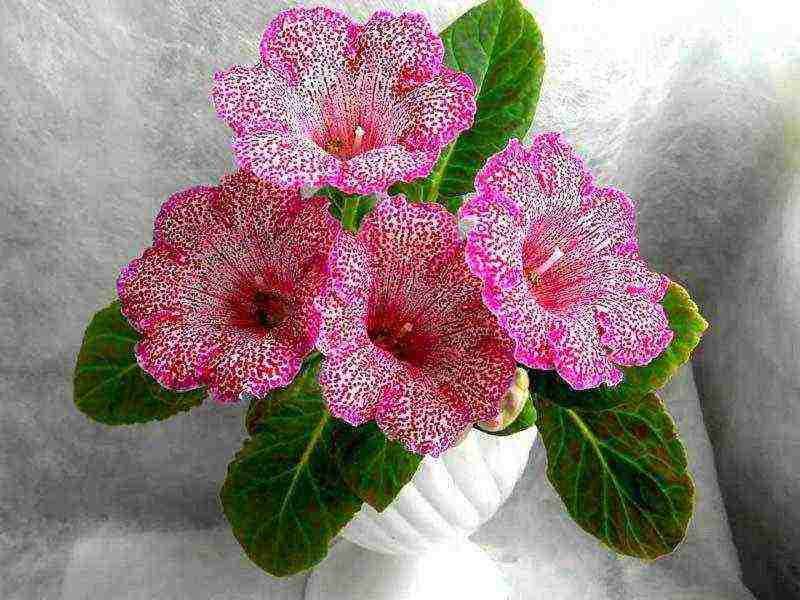 كيف ينمو gloxinia في المنزل