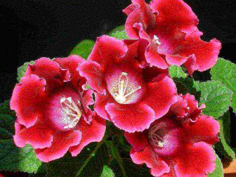 วิธีการปลูก gloxinia ที่บ้าน