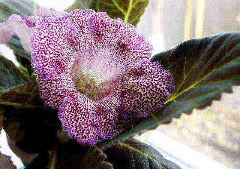 how to grow gloxinia at home
