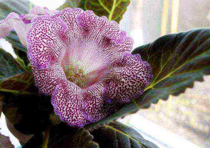 kung paano palaguin ang gloxinia sa bahay