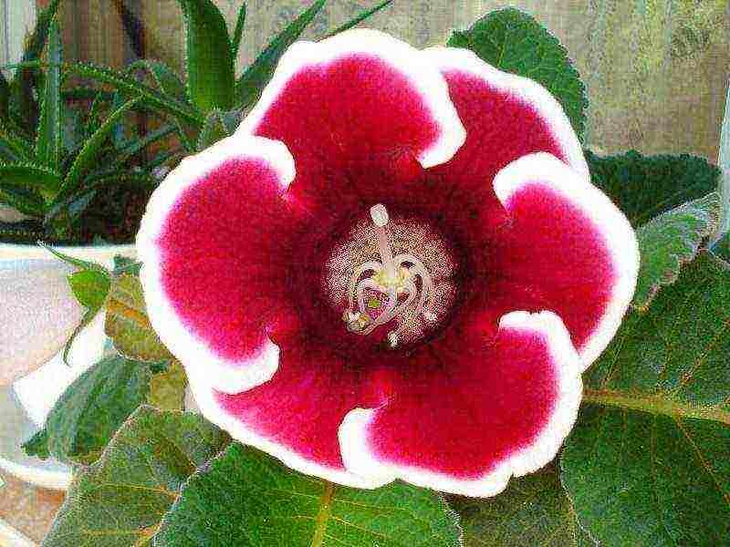 كيف ينمو gloxinia في المنزل