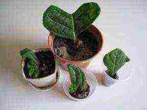 how to grow gloxinia at home