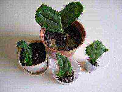 วิธีการปลูก gloxinia ที่บ้าน