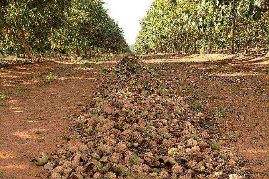 how to grow walnuts on an industrial scale