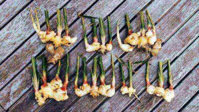 how to grow ginger at home in the garden