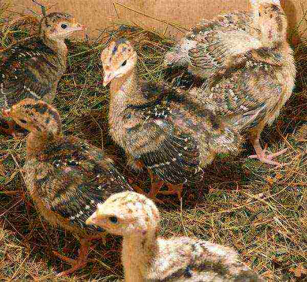 how to grow turkeys at home feeding