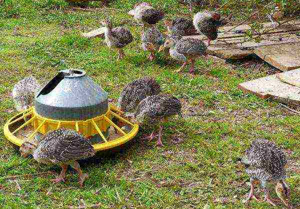 how to grow turkeys at home feeding