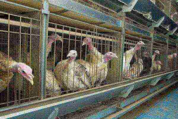 kung paano itaas ang mga turkey sa pagpapakain sa bahay